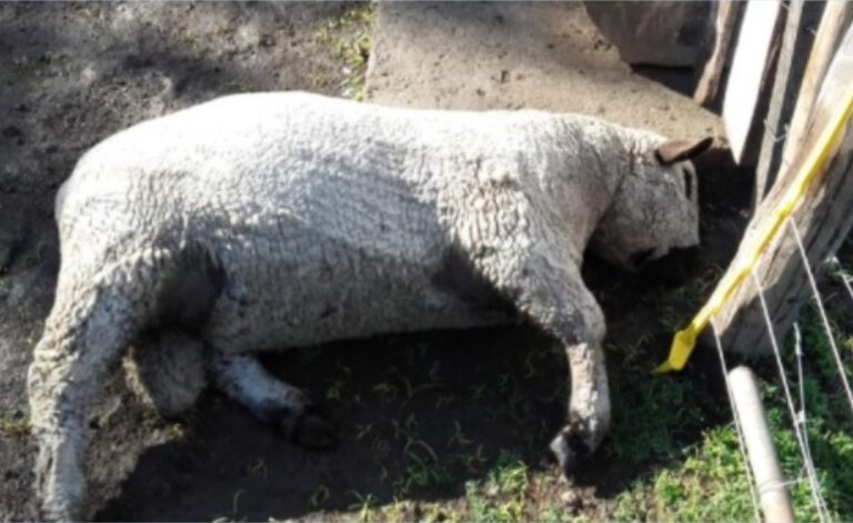 Un carnero muerto en el campo de los Etchevehere: “Fueron los inútiles de los usurpadores”