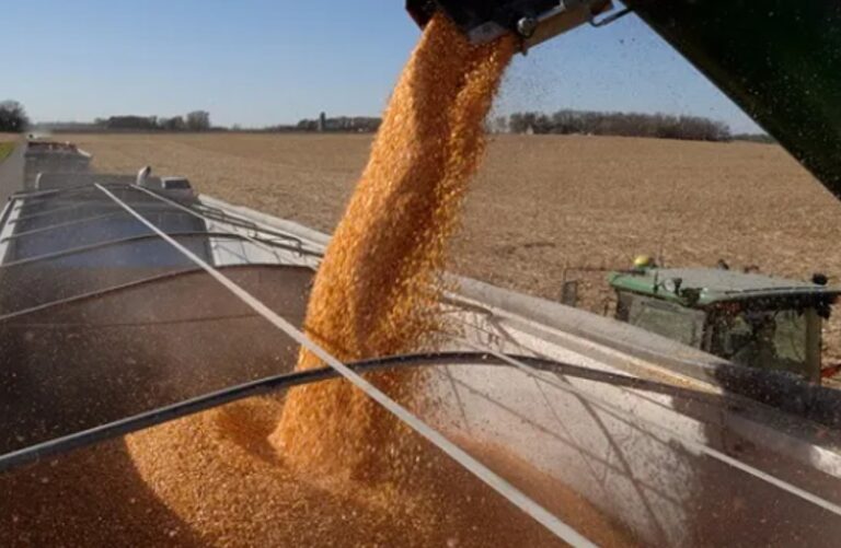 Polémico cierre de la exportación de maíz: “Retomaron la destrucción del campo”